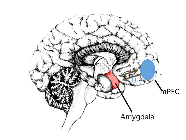 人材心理学に関わる脳の部位を示す画像