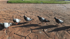 gif presenting a group of birds doing the same thing
