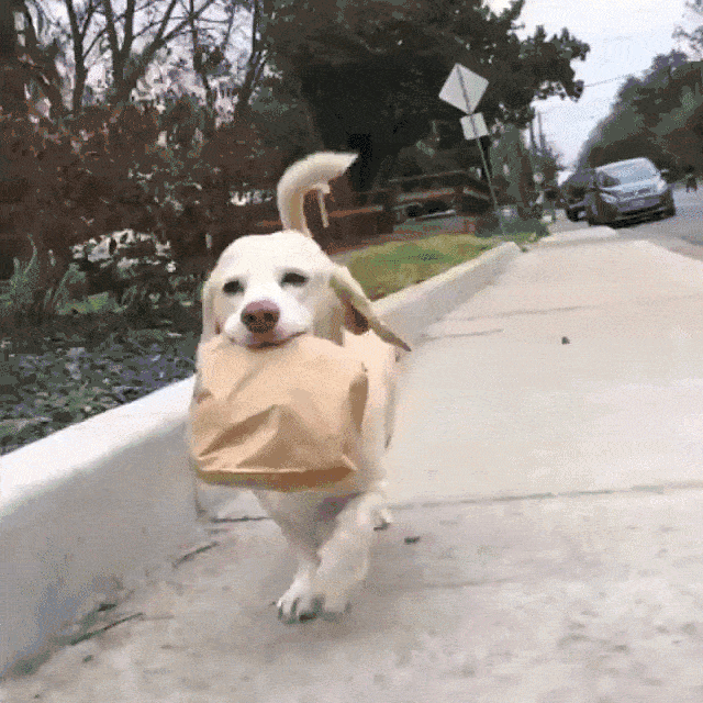 GIF com um cão feliz carregando um saco de papel imaginando como é bom desenhar formas criativas de recrutar funcionários